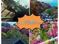 -贵州百里杜鹃风景名胜区