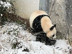 -红山森林动物园