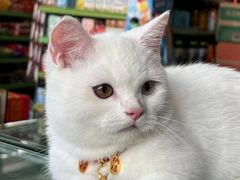 -钦宠·猫咪售卖·洗护·寄养(东圃旗舰店)