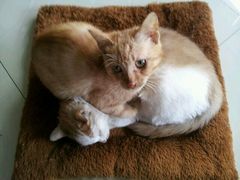 店楼上办公室的肥猫-四宜糕团店(南大街店)