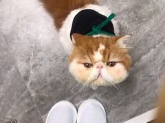 -More Fun猫咖 二十只万元加菲主题