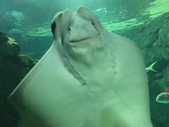 -瑞普利水族馆
