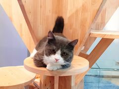 -momokira米努特·德文卷毛猫·棉花面纱犬