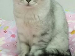 -北京观赏动物医院·24小时大型综合·猫专科·异宠专科