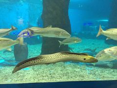 -北戴河圣蓝海洋公园