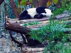 -都江堰中华大熊猫苑