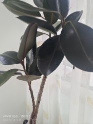 -HEYAN荷妍专业脱毛连锁机构