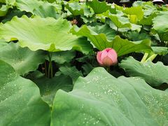 -陈家山荷花公园