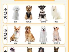 -翊宠yipet猫狗购宠庄园犬舍•猫舍