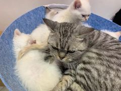-Heymao猫咖.咖啡厅(东门店)