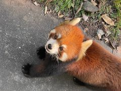 -合肥野生动物园