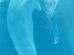 -上海海昌海洋公园-冰山北极馆