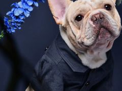 -PETKIT 小佩宠物·低压洗护·美容·寄养(安远店)