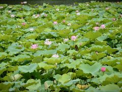 -荔湾湖公园