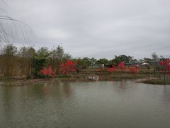 -天适樱花悠乐园