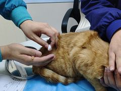 -中农国际动物医院24小时·猫科·骨科·急重症中心