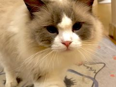 -有喵·猫咖·狗咖·30几只猫10只小狗(岗厦店)