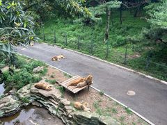 -大连森林动物园