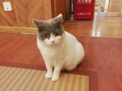 -MOCHA明星猫咖(田子坊店)