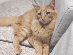 -藏猫猫咖啡主题馆(中央大道店)