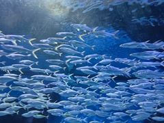 -海合安武汉极地海洋公园