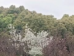 -高东镇樱花园