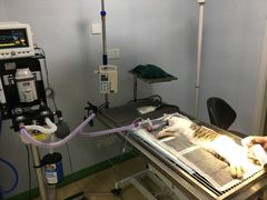 -皖宠联盟宠爱优家宠物医院(中兴西湖店)
