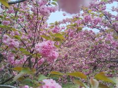 -莲花池公园