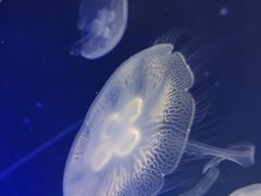 -海合安武汉极地海洋公园
