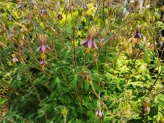 -国家植物园南园