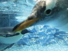 -帝企鹅自助餐厅•儿童岛•真企鹅(长隆企鹅酒店)