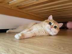 -1013 PET SHOP精品宠物商店(丁香店)