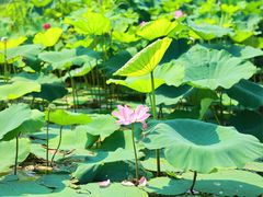 -荷塘月色湿地公园·向阳花洲