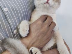 -山宅一喵德文卷毛猫舍