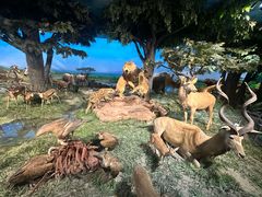 -国家自然博物馆