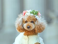 -超宠爱宠物摄影-Super pet