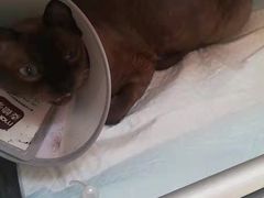 -A猫a狗全科·犬猫异宠·芥西宠物医院(南开总院)