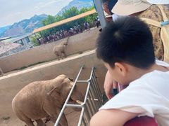 -西霞口神雕山野生动物世界