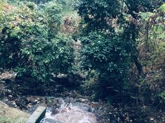 -阳台山森林公园