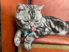 -安安宠医宠物医院·异宠·犬猫内科(岳阳分院)