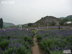 -紫海香堤香草艺术庄园