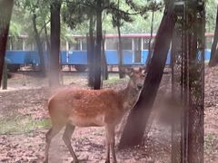 -秦皇岛野生动物园