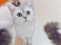 -三花喵·撸猫购宠·宠物生活馆(虹桥南丰城店)