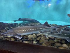 -太平洋海底世界