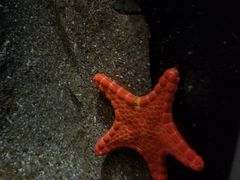 -悉尼海洋生物水族馆