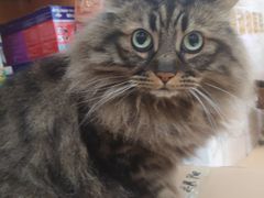 -pd派德宠物中心医院24H急重症·眼科中心·血液透析中心(嵩山北路店)