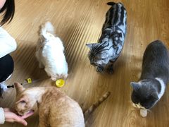 -猫和宫(六道口店)