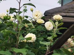 -八达岭孔雀城