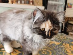 -平行世界·猫咖(首经贸店)