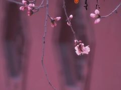 -桃花堤公园